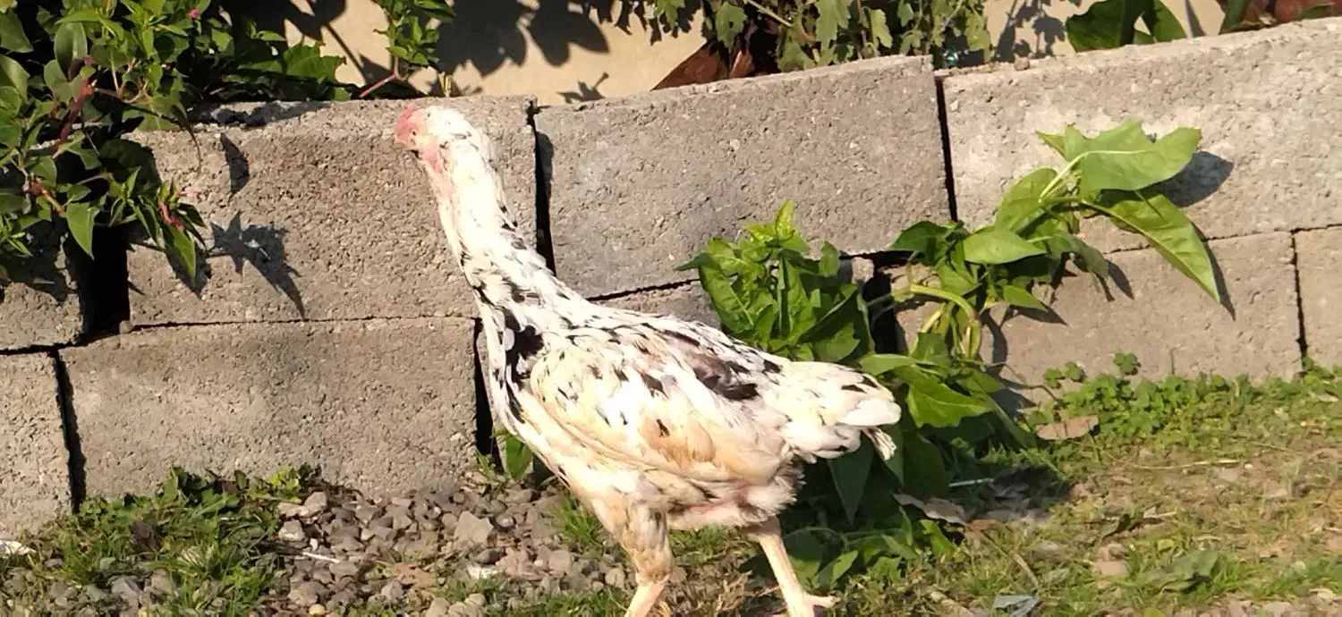 مرغ لاری|حیوانات مزرعه|لاهیجان, خالو باغ|دیوار