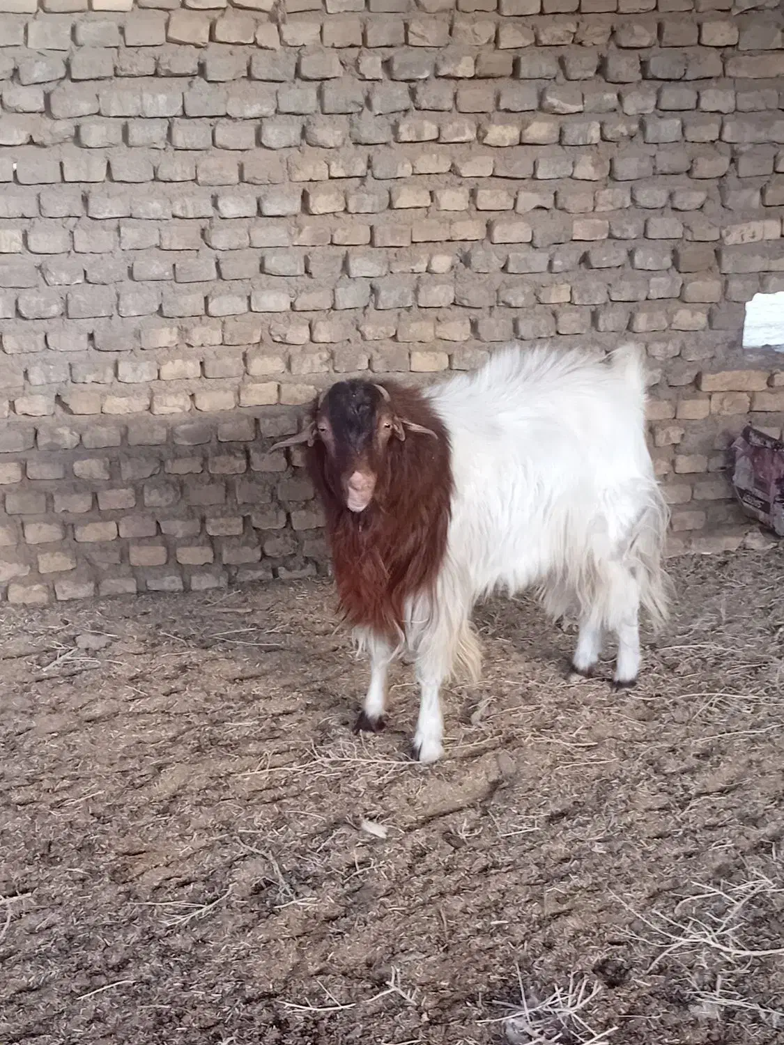 حیوانات مزرعه|حیوانات مزرعه|قائن, |دیوار