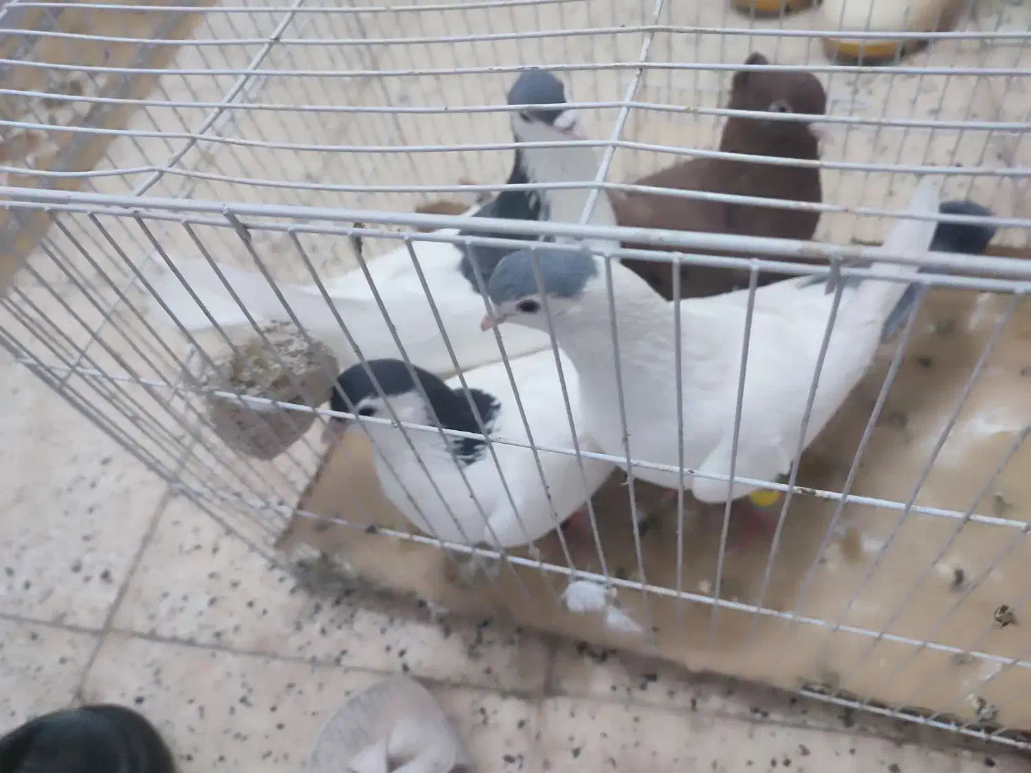 پرنده|پرنده|مشهد, حسین‌آباد|دیوار