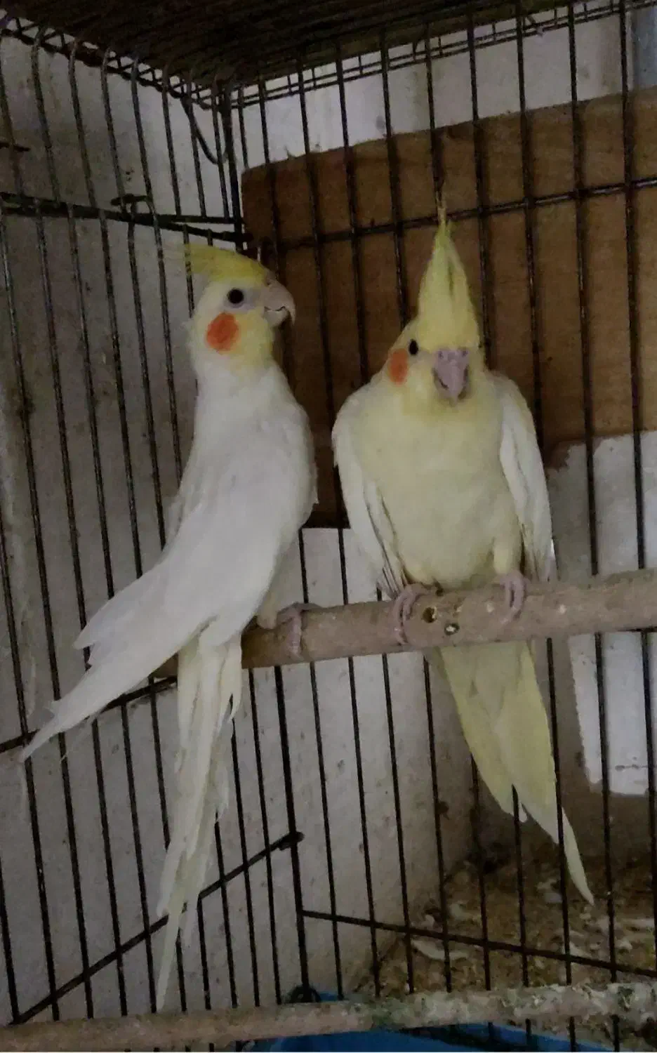 جفت عروس هلندی مولد|پرنده|شهرضا, |دیوار