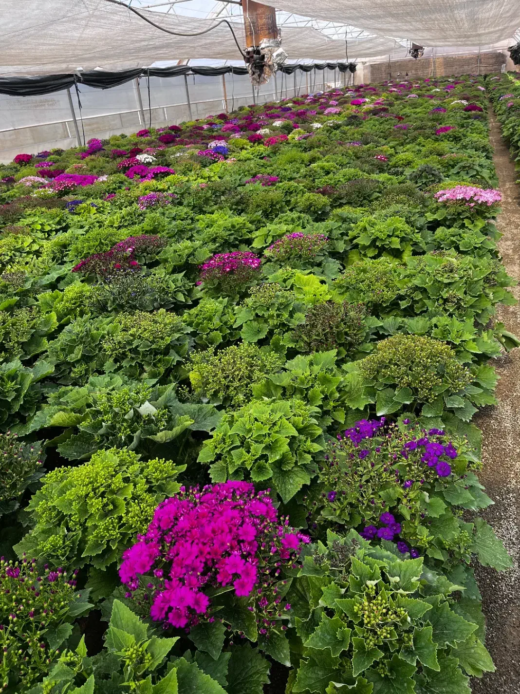 گل سینره|گل و گیاه طبیعی|پاکدشت, پاکدشت (مامازند)|دیوار