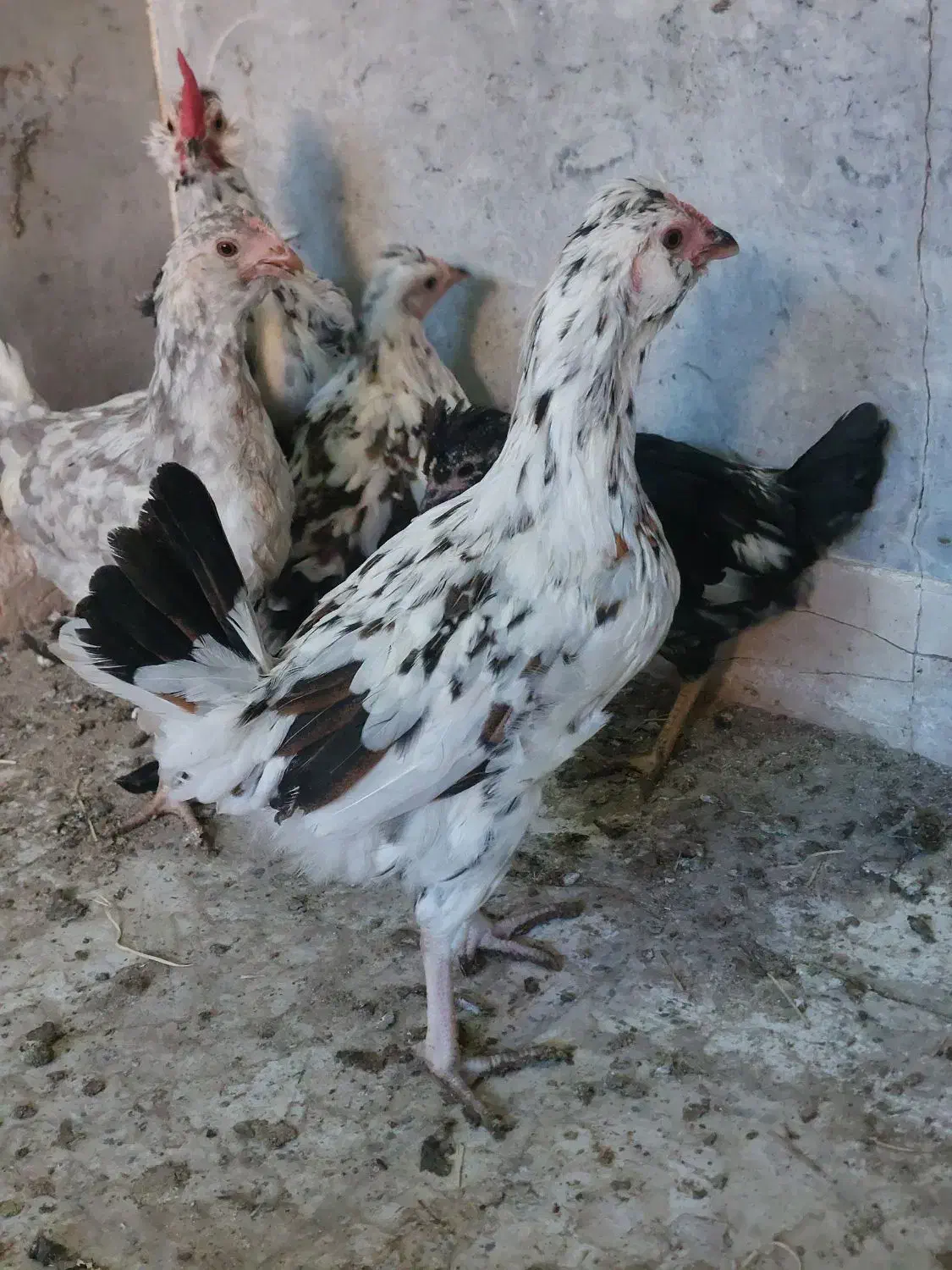 حراج خروس ودوتک نژاددارگلین|حیوانات مزرعه|اصفهان, خواجو|دیوار