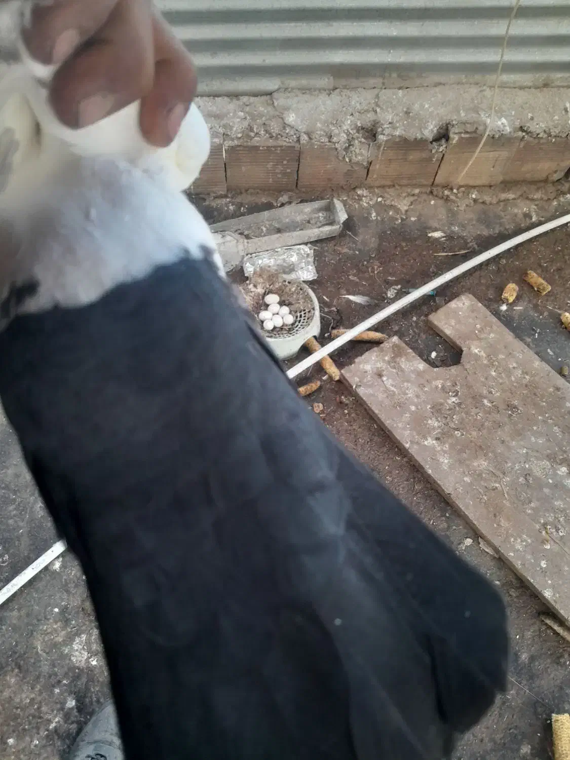 دم سیاه|حیوانات|زرند, |دیوار