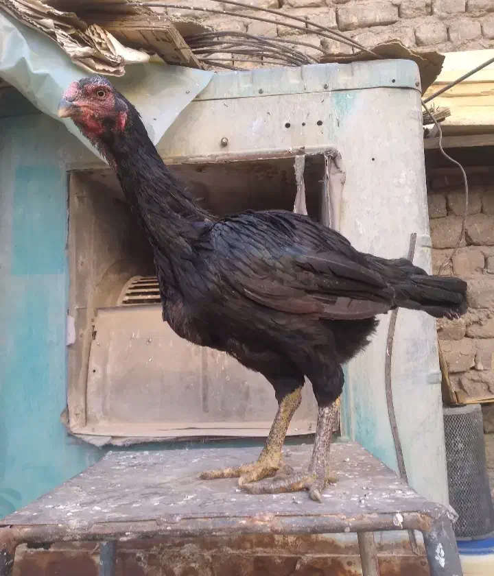 مرغ و خروس نژاد دار|حیوانات مزرعه|قم, قلعه کامکار|دیوار
