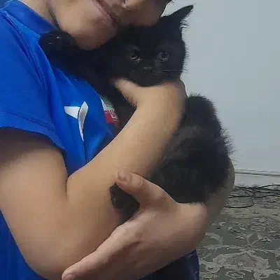 گربه نژاد همالین|گربه|مشهد, شهرک رازی (شهرک غرب)|دیوار