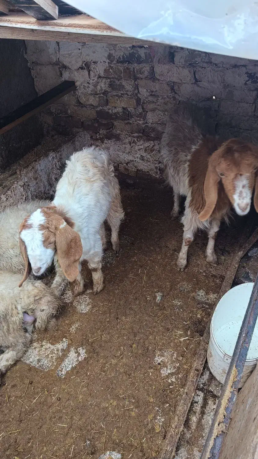 یک بز بابزغاله ویک عددبز|حیوانات مزرعه|رضویه, |دیوار