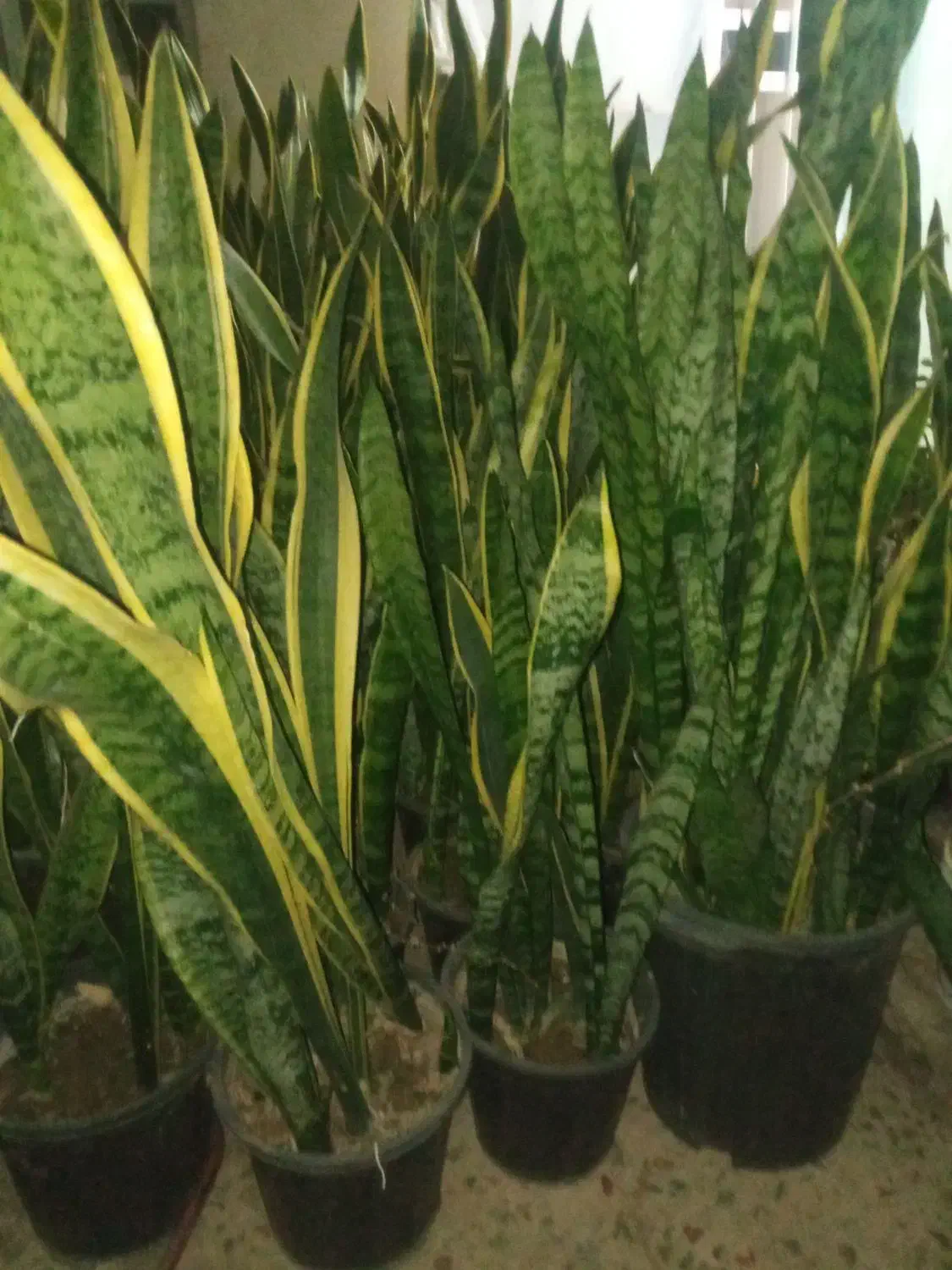 گل سانسوریا  و زانفولیا|گل و گیاه طبیعی|سپیدان, |دیوار