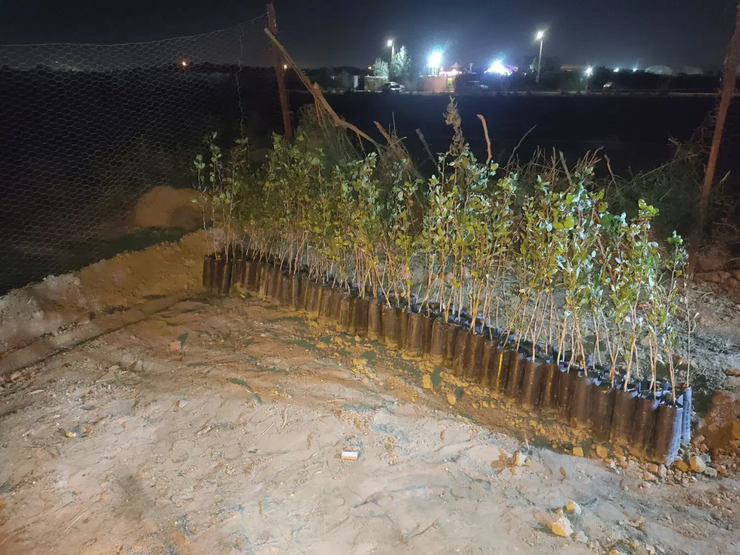 نهال پسته بادامی زرندی|حراج|شاهین‌شهر, گرگاب|دیوار