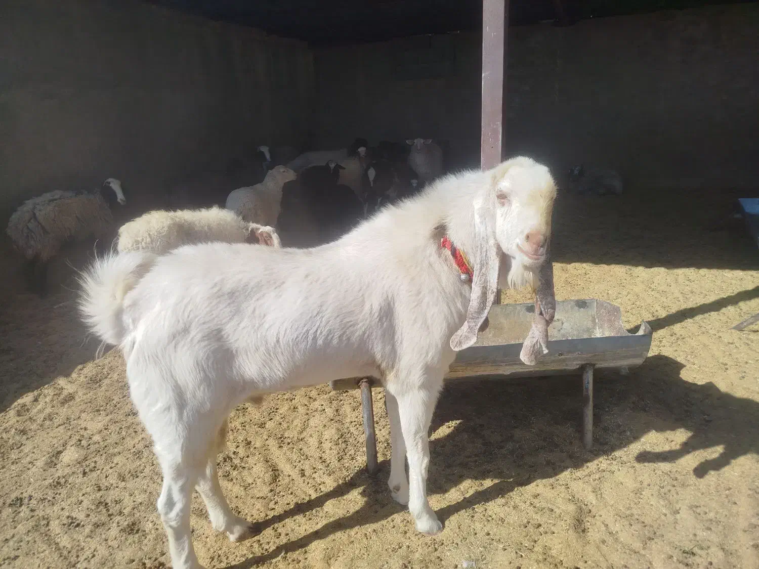 یک راس نری|حیوانات مزرعه|شهر بابک, |دیوار