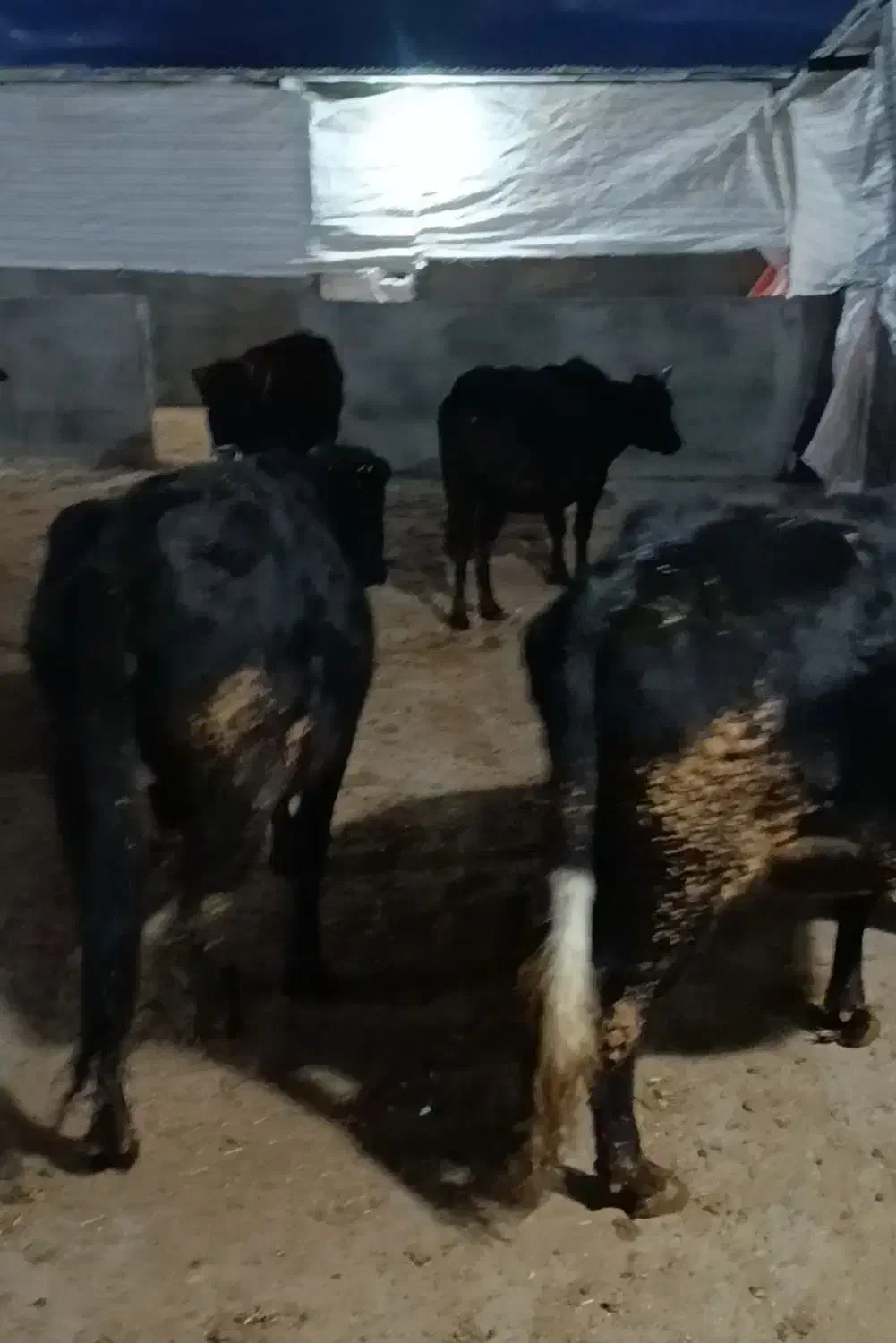 گاو‌گوساله|حیوانات مزرعه|کوهدشت, |دیوار