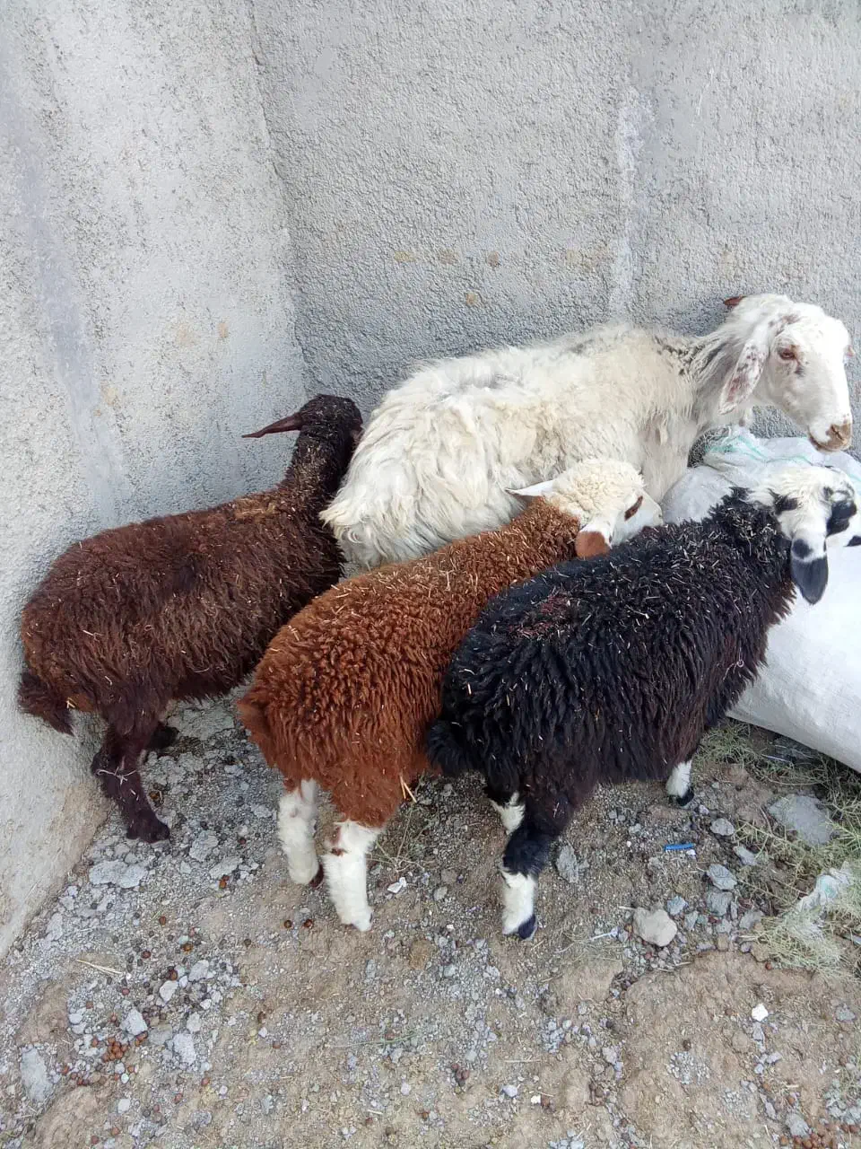 میش بره و قوچ رومن|حیوانات مزرعه|صفادشت, |دیوار