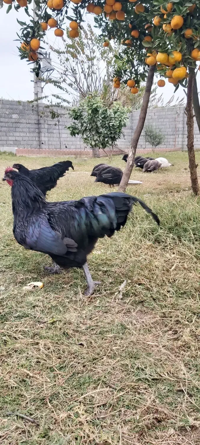 خروس نژاد استرالوپ آلمانی|حیوانات مزرعه|سرخه حصار, |دیوار