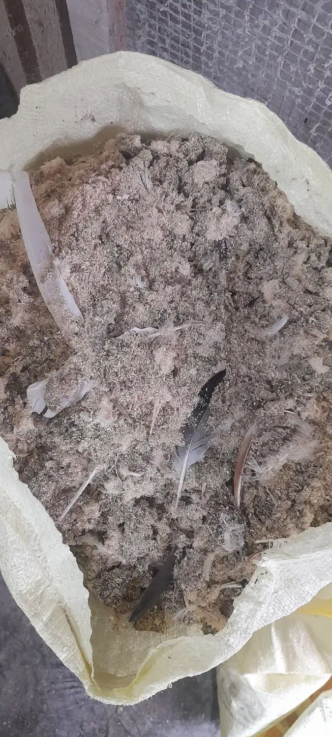 فضله کبوتر، کود باغچه|گل و گیاه طبیعی|رشت, حومه رشت|دیوار