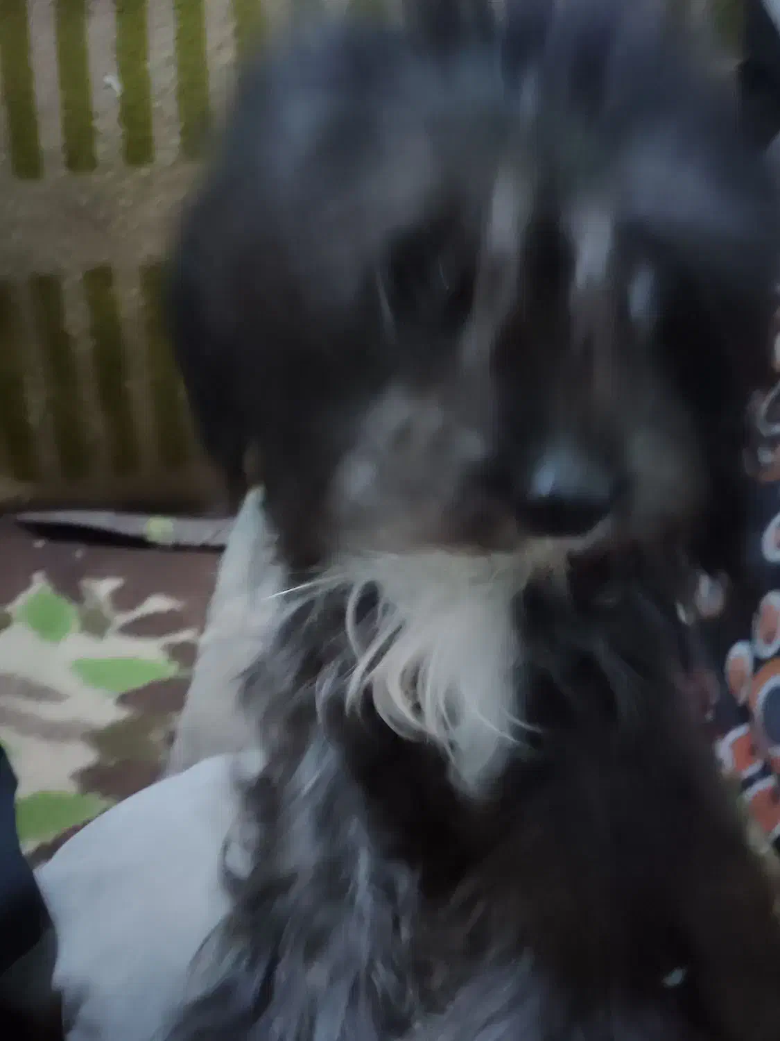 سگ پاکوتاه|سگ|زاهدان, |دیوار