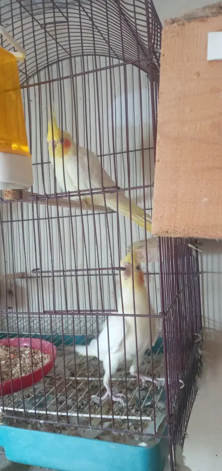 عروس بالغ|پرنده|نکا, |دیوار