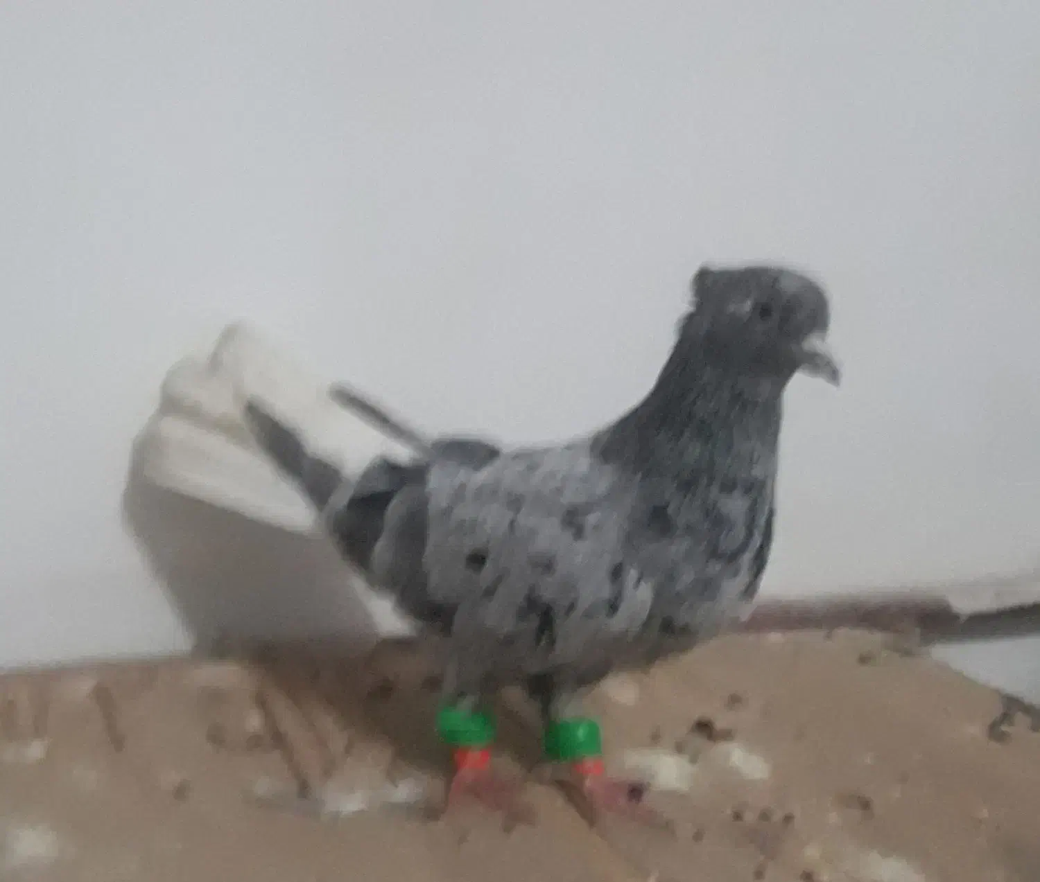 هفت رنگ دم سفید ماده سالم|پرنده|مشهد, شهید آوینی|دیوار