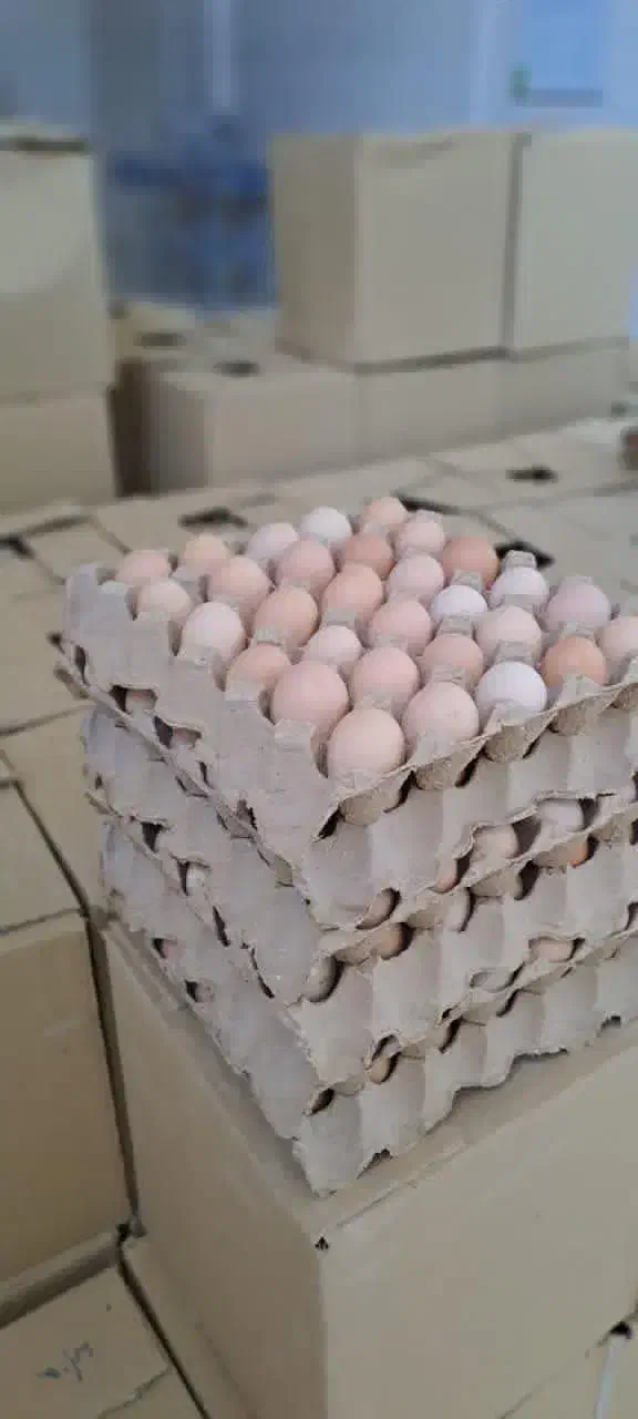 تخم مرغ محلی|خوردنی و آشامیدنی|کرج, برغان|دیوار