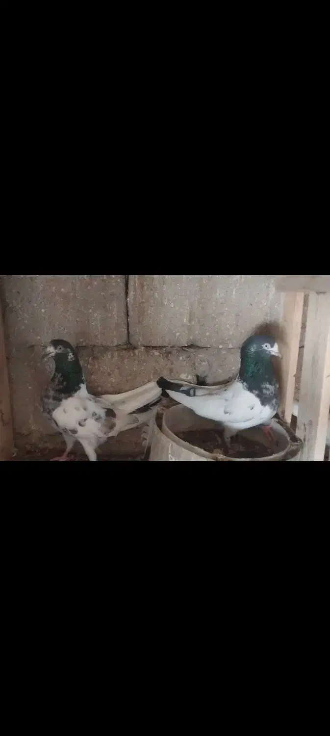 کبوتر پاکستانی|پرنده|قشم, |دیوار