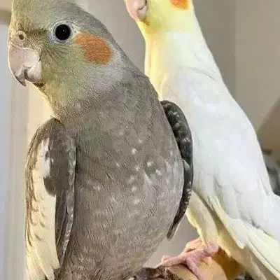 عروس هلندی|حیوانات|مشهد, فرهنگیان (شهرک غرب)|دیوار