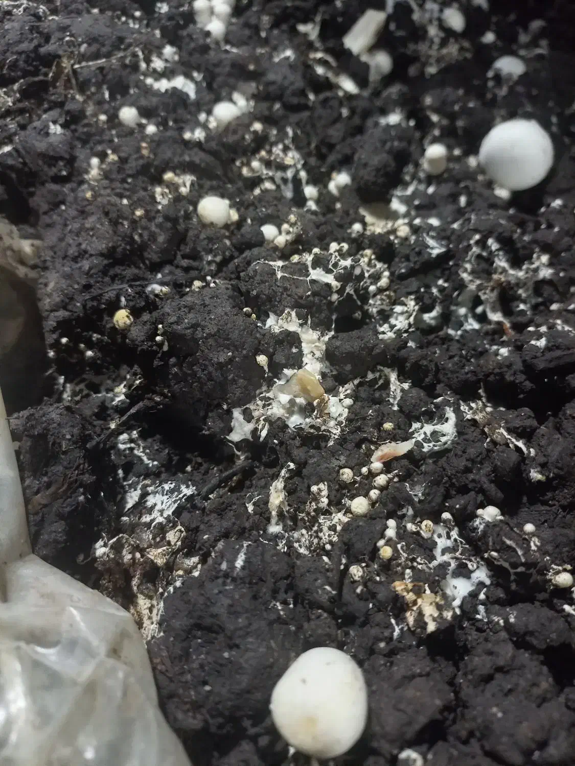 کود کمپوست رایگان|خدمات باغبانی و درختکاری|قزوین, |دیوار