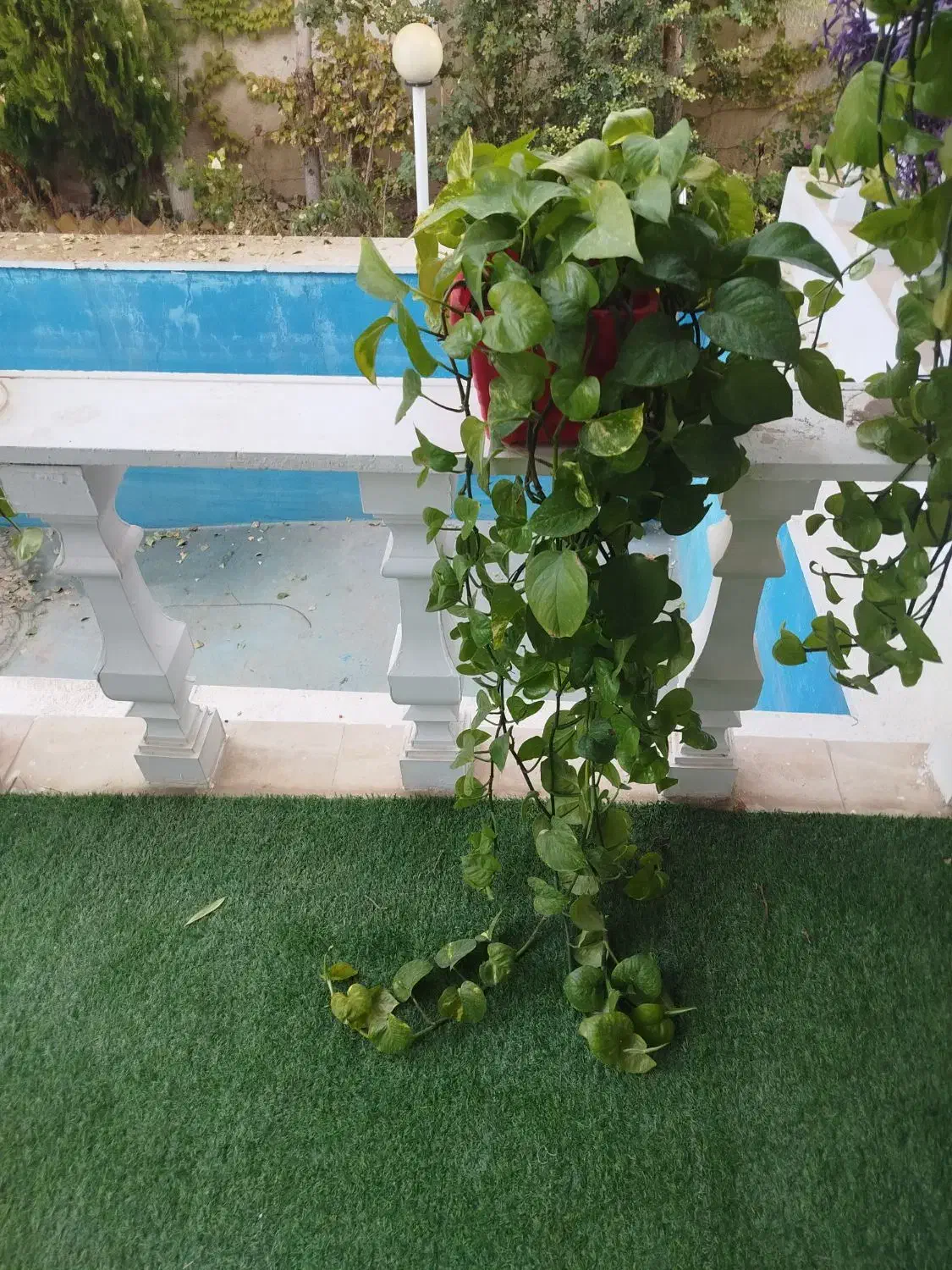 گیاه پتوس سالم وشاداب|گل و گیاه طبیعی|رامجین, |دیوار