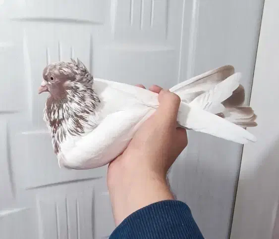 کبوتر|پرنده|سنندج, |دیوار