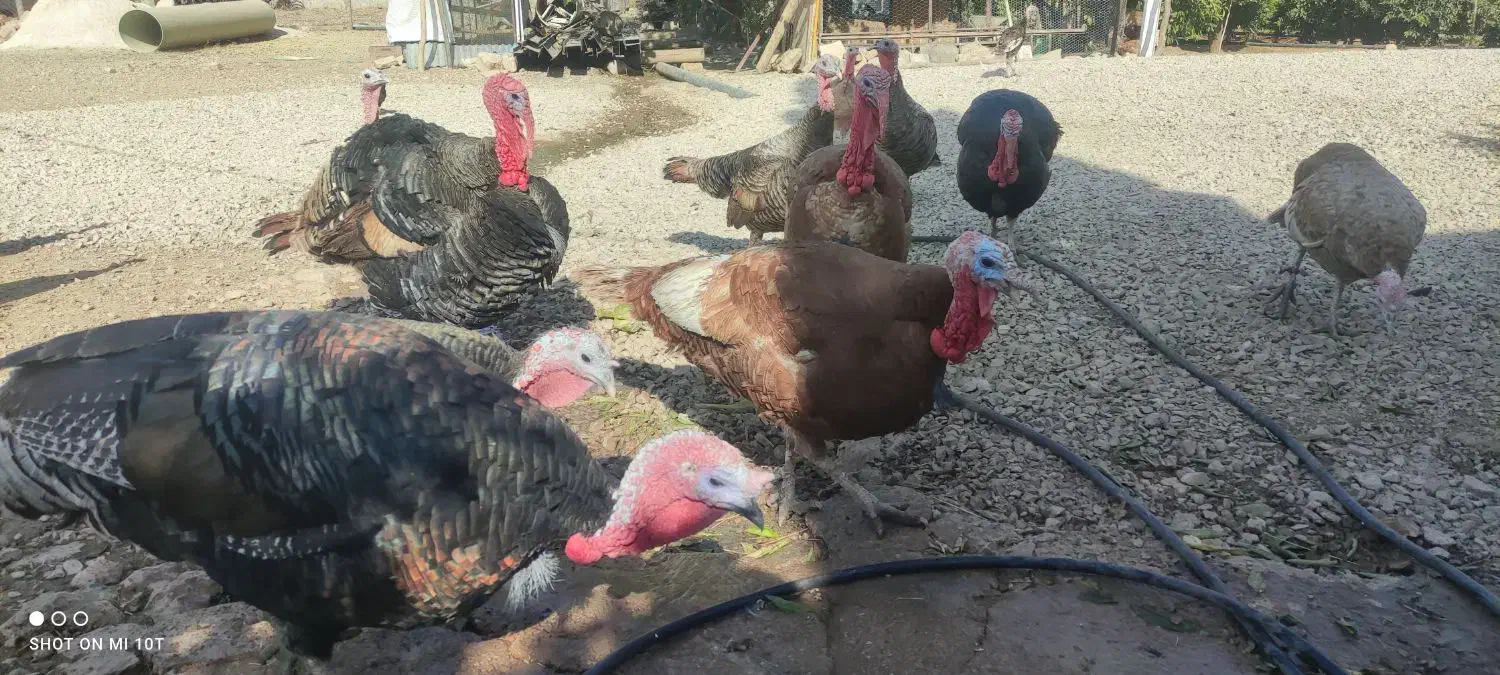 فروش بوقلمون محلی|حیوانات مزرعه|قلعه شاهین, |دیوار