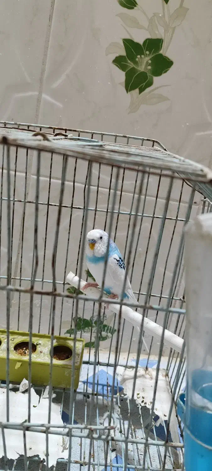 مرغ عشق نر بشرط نطفه|پرنده|آبادان, |دیوار