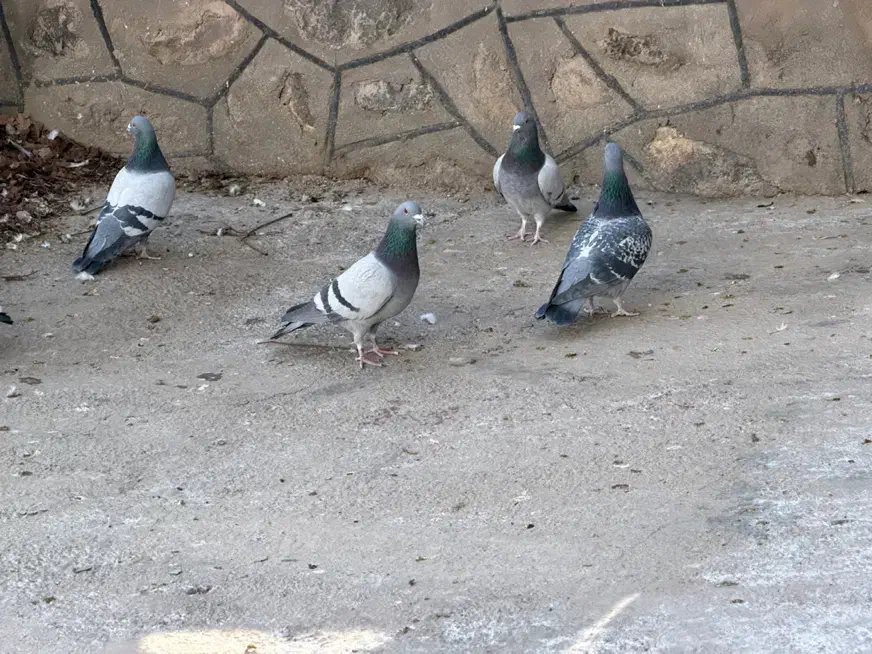 کبوتر پلاکی|پرنده|تهران, بهارستان|دیوار