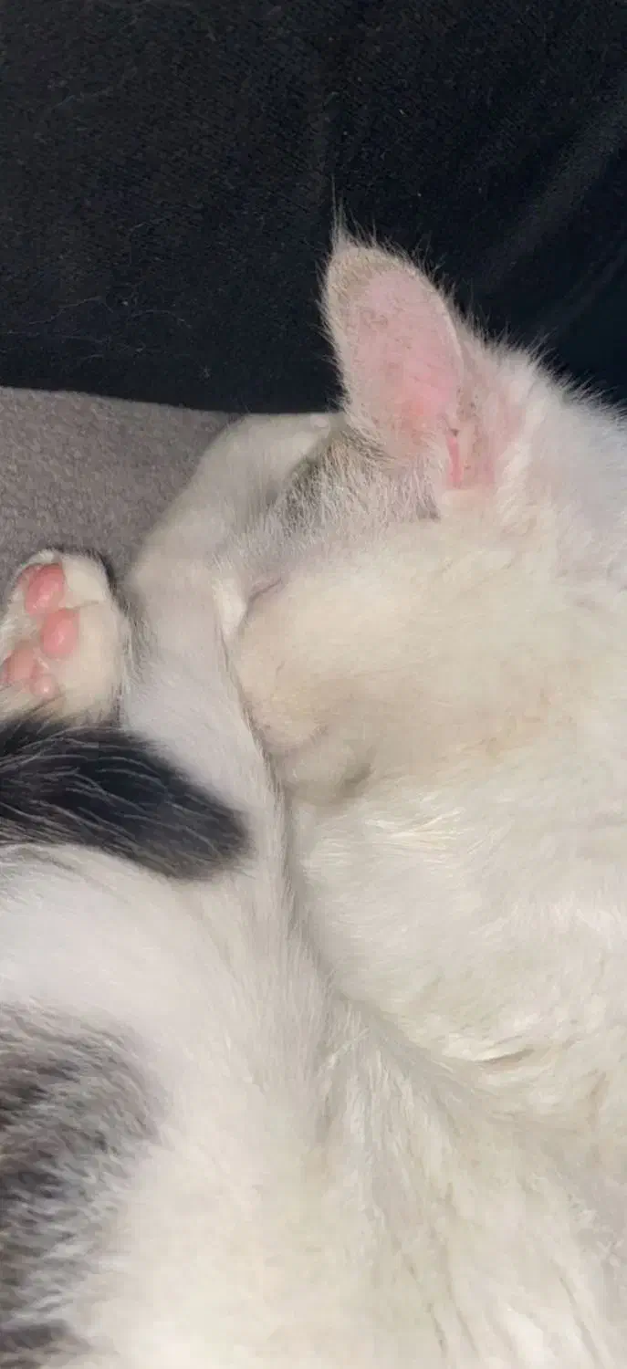 واگذاری رایگان گربه DSH|گربه|محلات, |دیوار