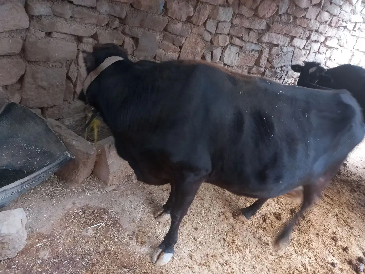 گاو و گوساله نر  بفروش میرسد|حیوانات مزرعه|اندیکا, |دیوار