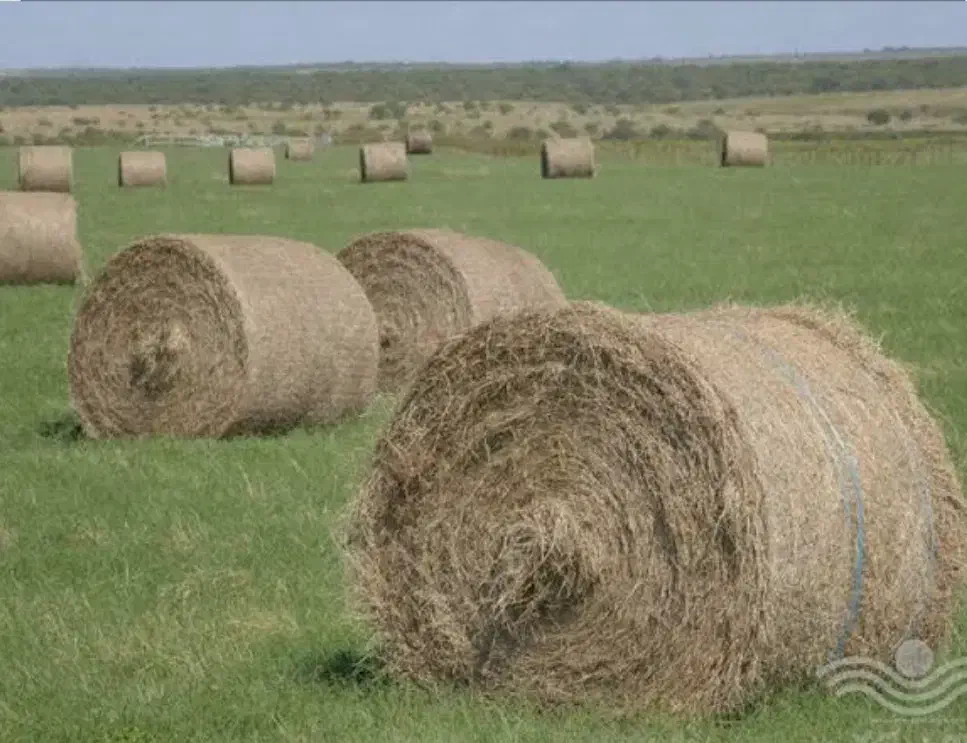 کاه پیچ سبز تازه امسال|حیوانات مزرعه|درودزن, |دیوار