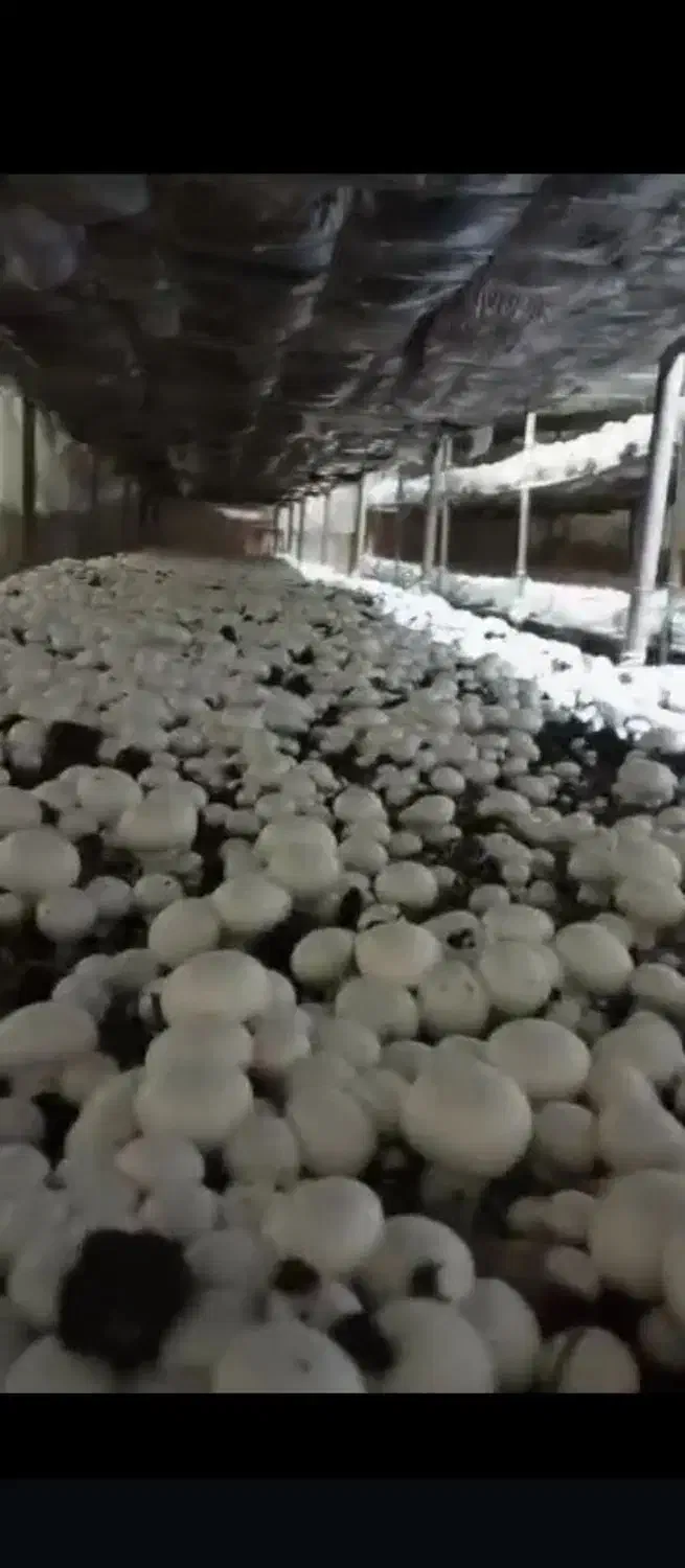 کارخانه و پخش قارچ پروتیین سفید|خوردنی و آشامیدنی|محمدشهر, سیدآباد|دیوار