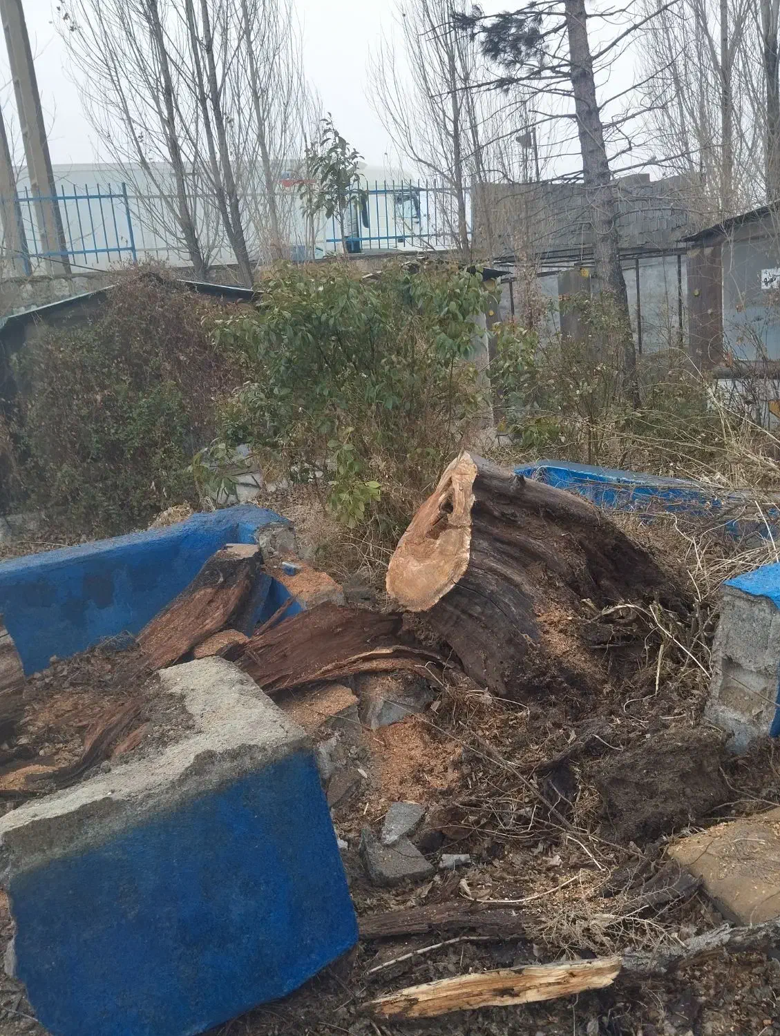 چوب|خدمات باغبانی و درختکاری|دورود, |دیوار