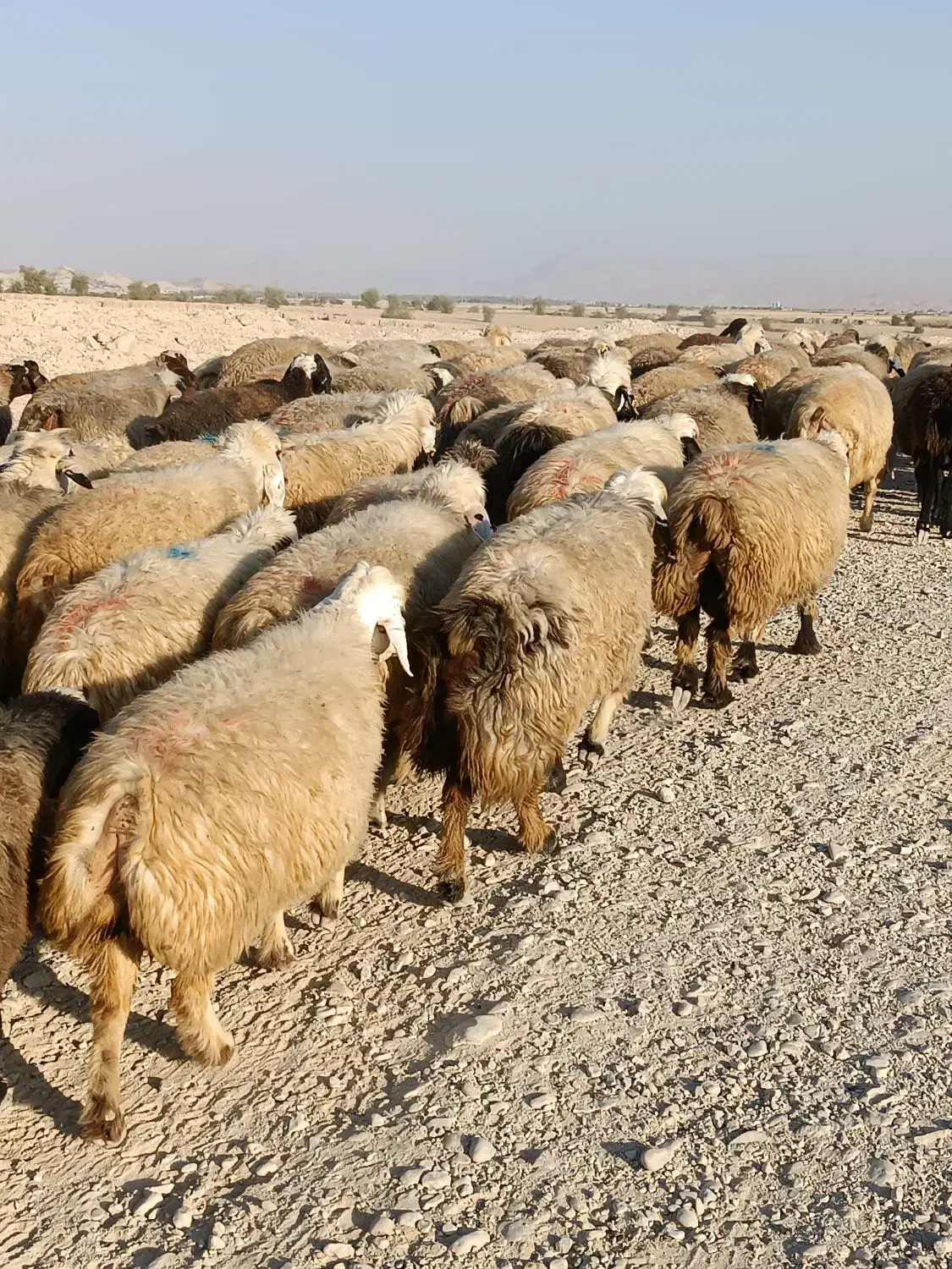 فروش 140 راس میش داشتی روزگاری بره دار و گلون گرم|حیوانات مزرعه|کازرون, |دیوار