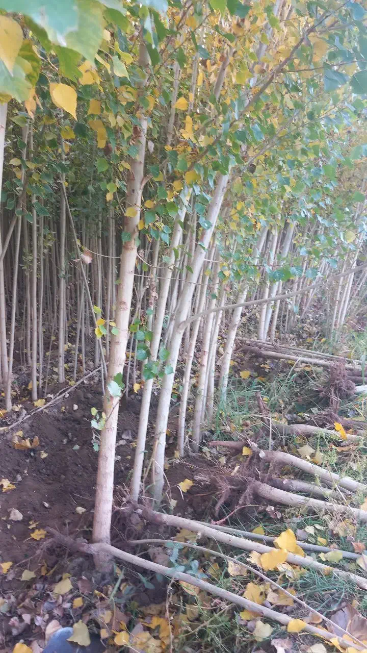 فروش نهال صنوبر ترکیه و کبود|گل و گیاه طبیعی|ساری, |دیوار