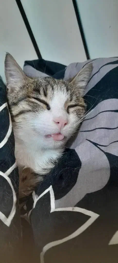 واگذاری رایگان|گربه|پرند, فاز ۵|دیوار