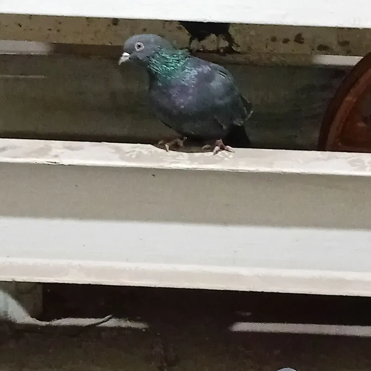 کبوترگرفتنی|پرنده|فشاپویه, |دیوار