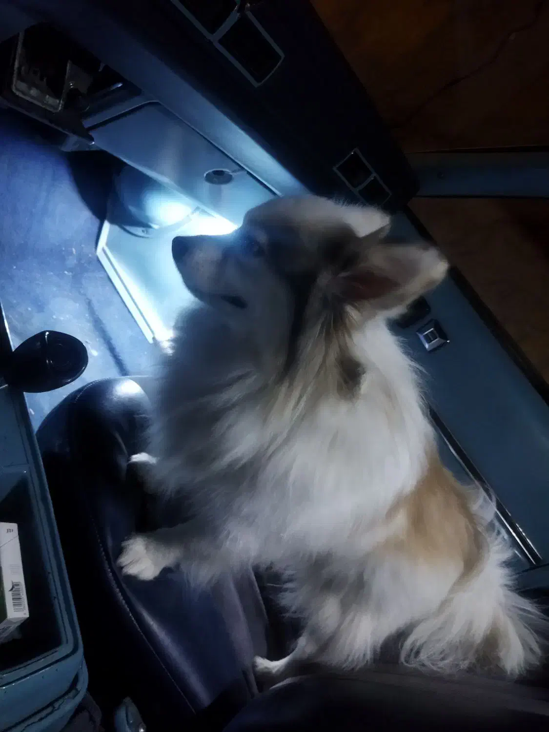 سگ پامر روباهی اصیل|سگ|اصفهان, گلزار|دیوار