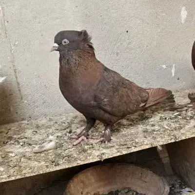 رواعب|پرنده|قم, شهرک سازمان آب|دیوار