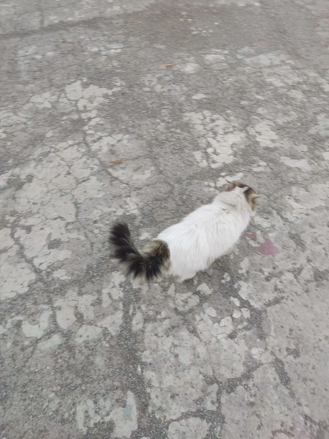 گربه|گربه|صفادشت, |دیوار