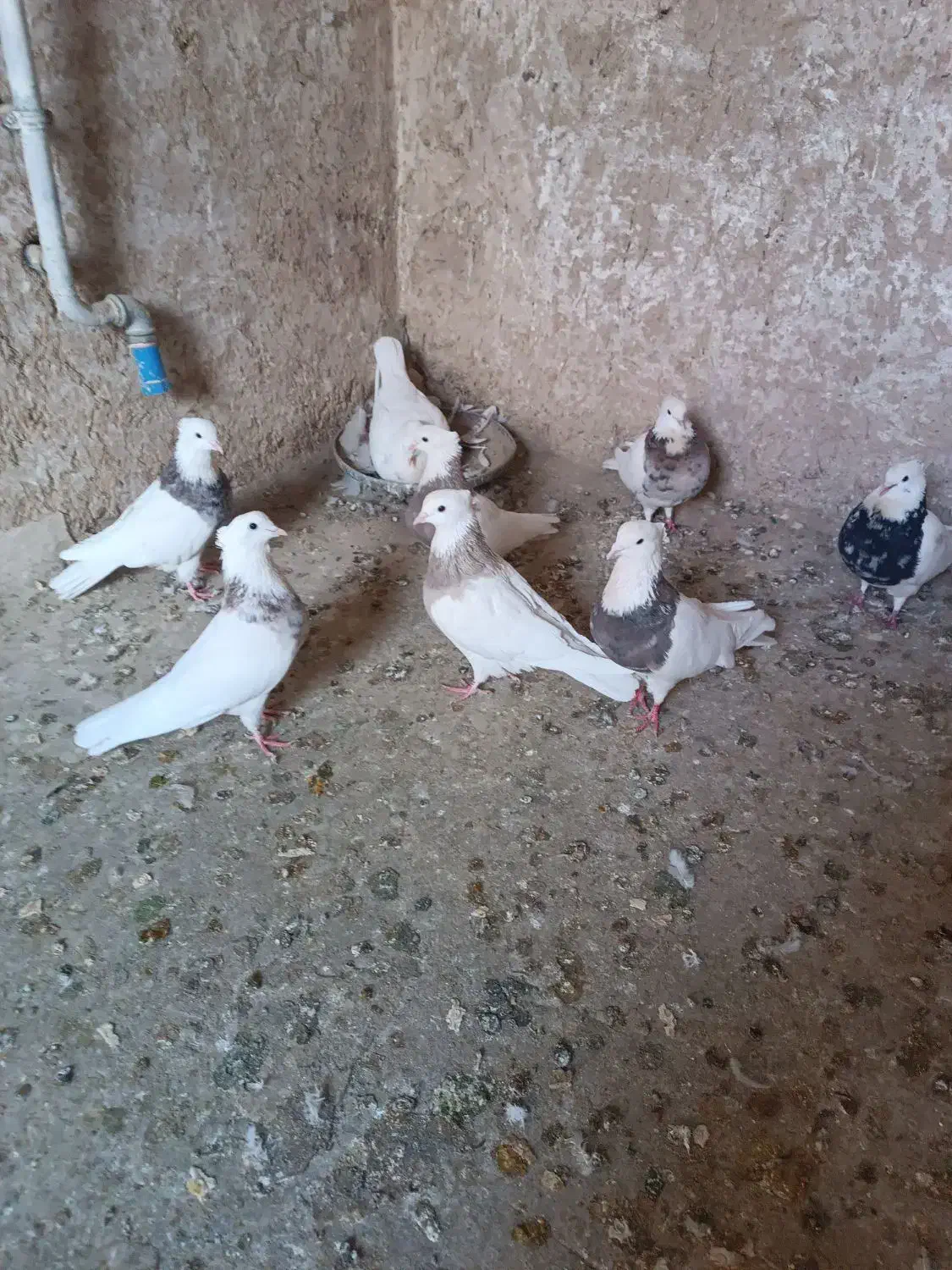 کبوتر طوقی|پرنده|قروه, |دیوار