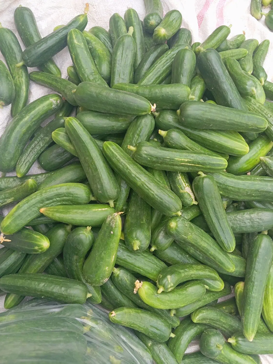 خیار|خوردنی و آشامیدنی|هیرمند, |دیوار