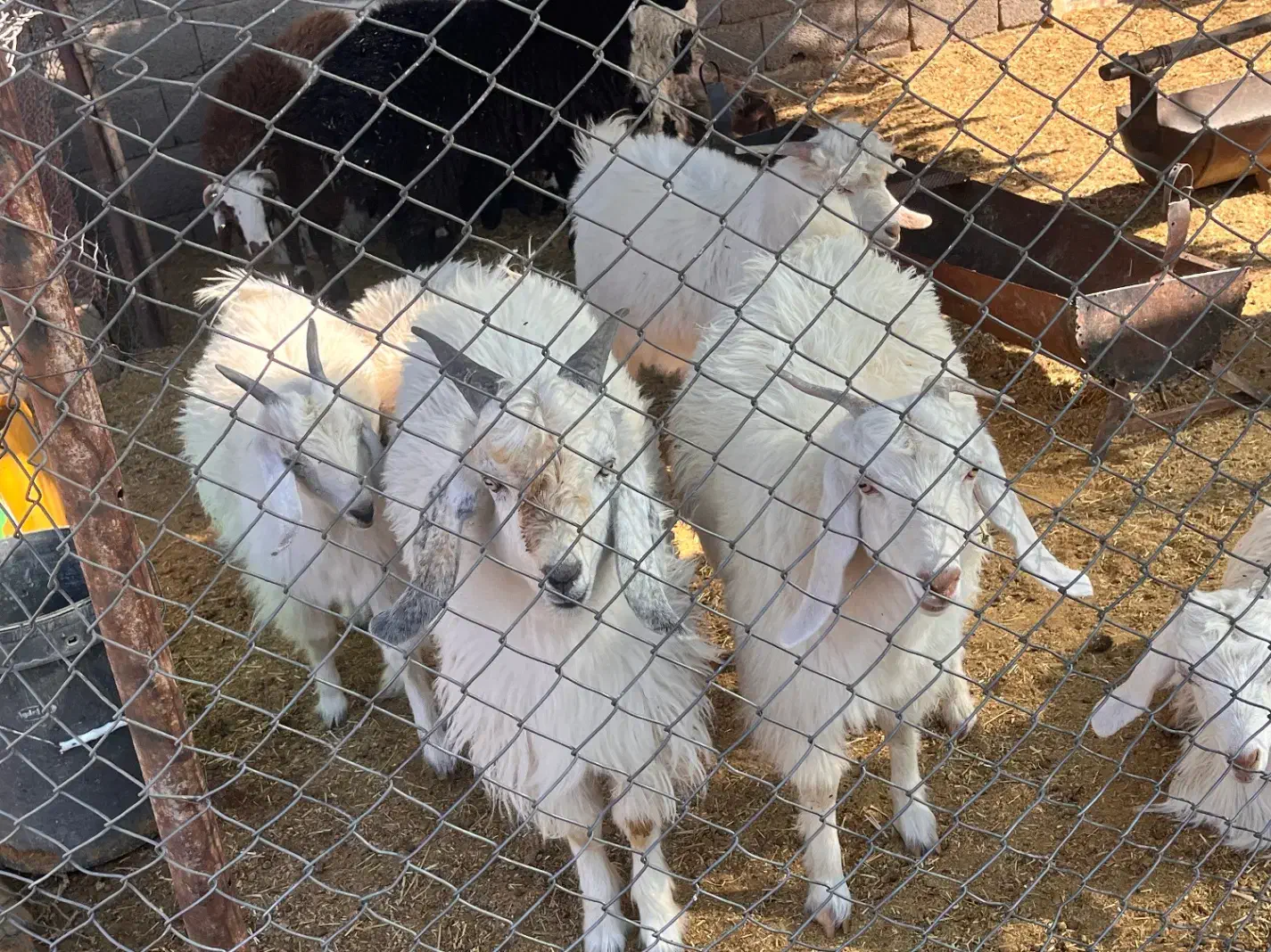 قوچ ونری|حیوانات مزرعه|سیرجان, |دیوار