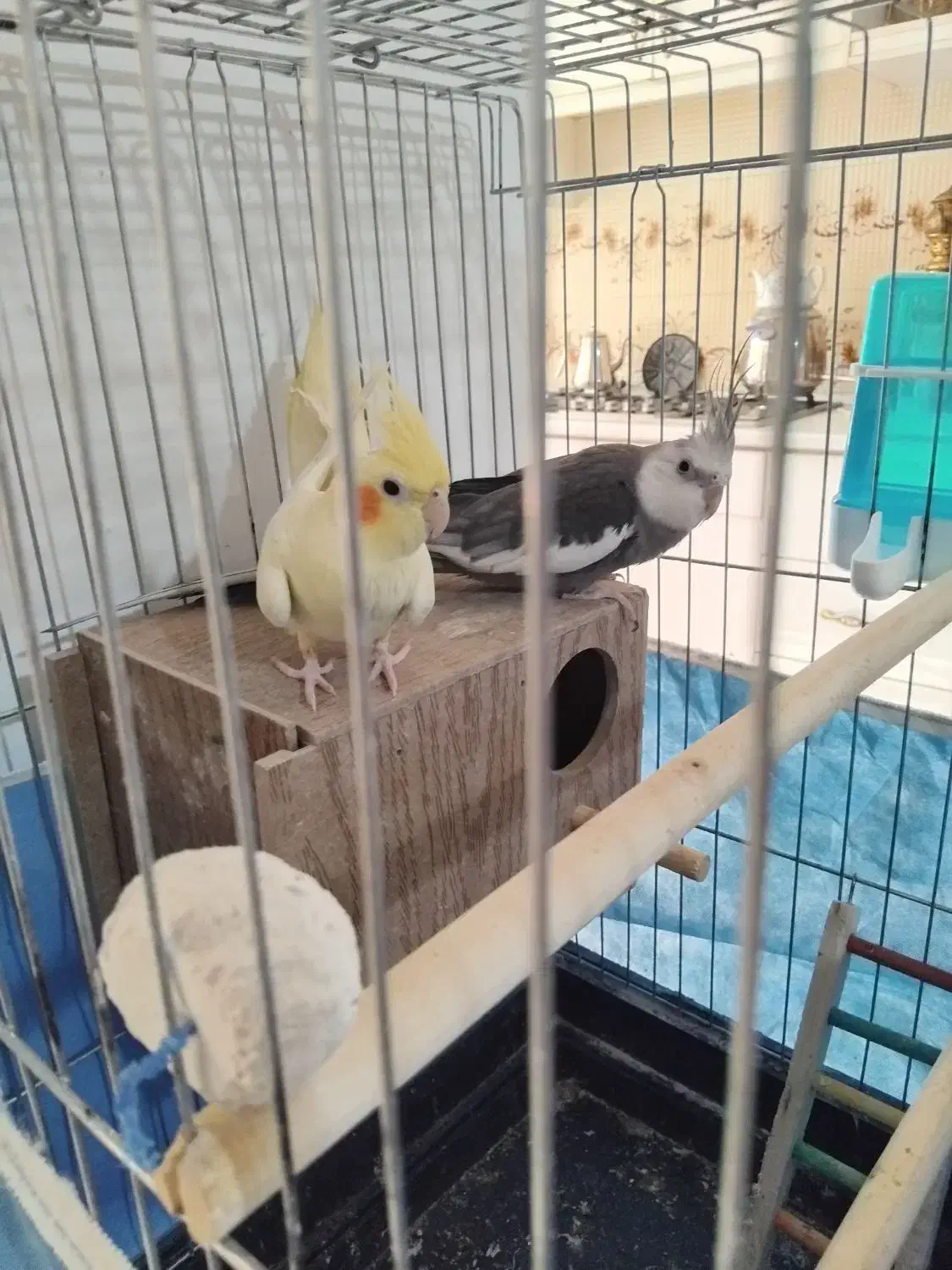 عروس هلندی همراه با ۴ جوجه نژاد دار|پرنده|تهران, مسعودیه|دیوار