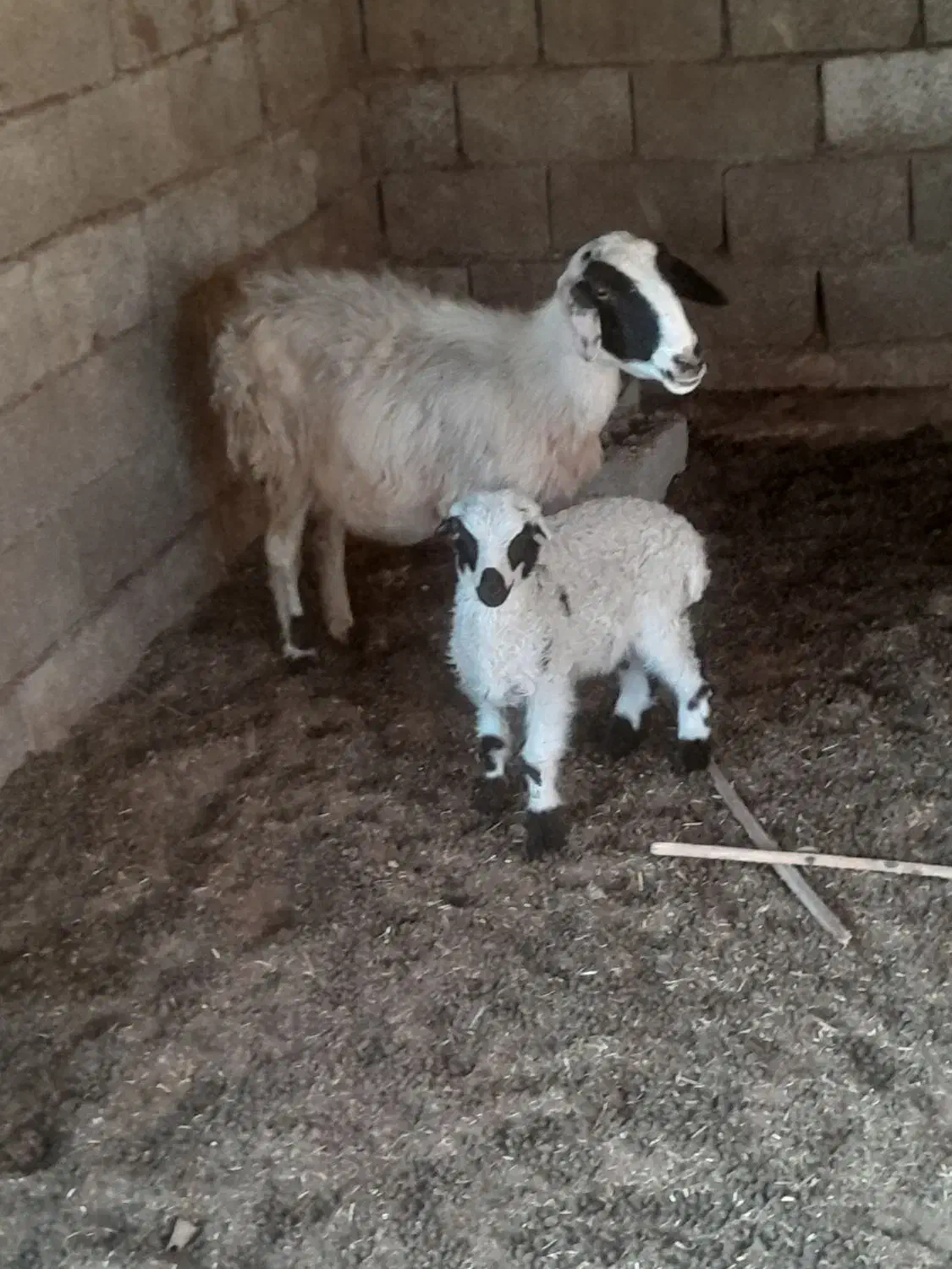 میش با بره|حیوانات مزرعه|بندرعباس, |دیوار