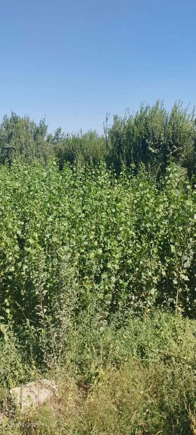 فروش نهال هر نوع موجود است|حراج|چهاردانگه (تهران), |دیوار