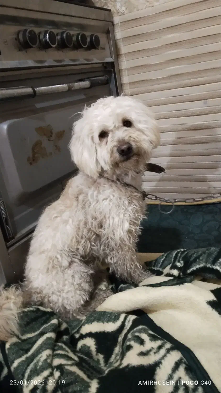 هفت میلیون|حیوانات|کهریزک, |دیوار