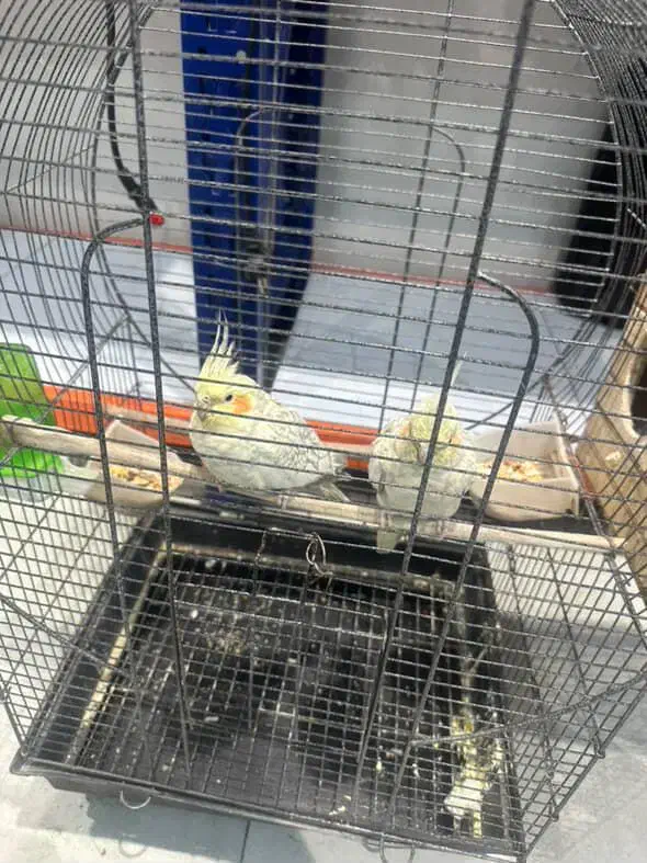 عروس هلندی نر و ماده|پرنده|ری, دیلمان|دیوار