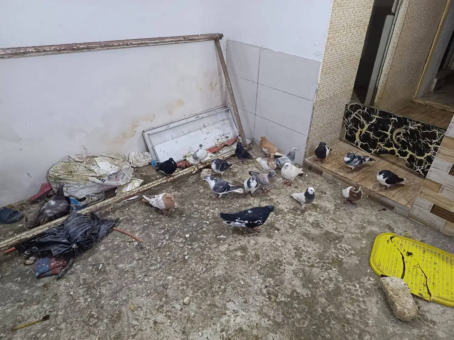 کفتر صید بوم بلند|پرنده|مشهد, ویلاشهر|دیوار